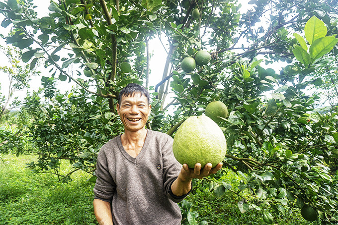 Ông Đỗ Văn Khá vay vốn trồng bưởi da xanh.