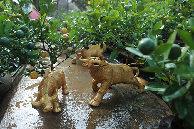 Xuân về làm Tết cho trâu