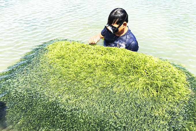 Mong có thương hiệu cho rong nho