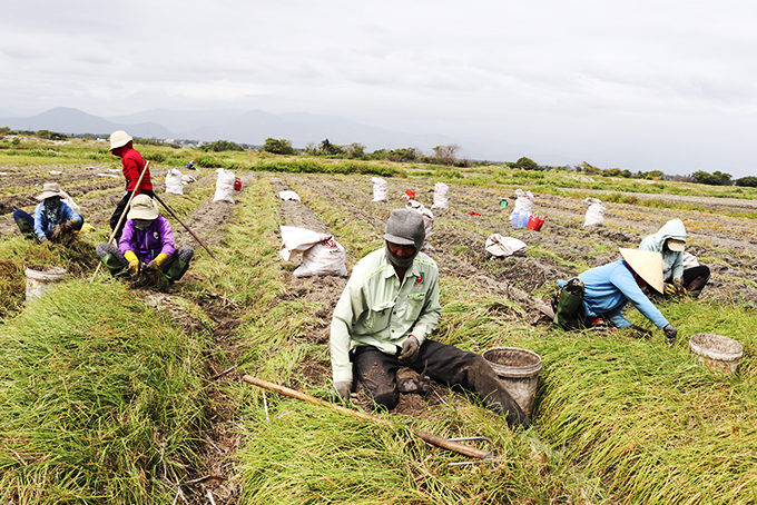 Cam Ranh: Bấp bênh vụ kiệu Tết