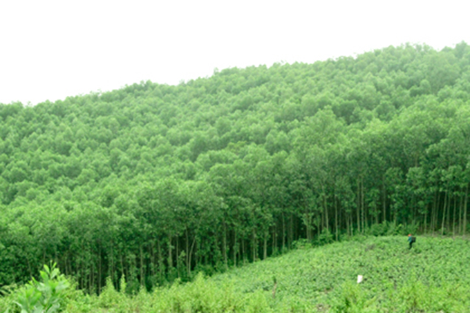 Rà soát dự thảo kế hoạch triển khai thi hành Luật Bảo vệ môi trường