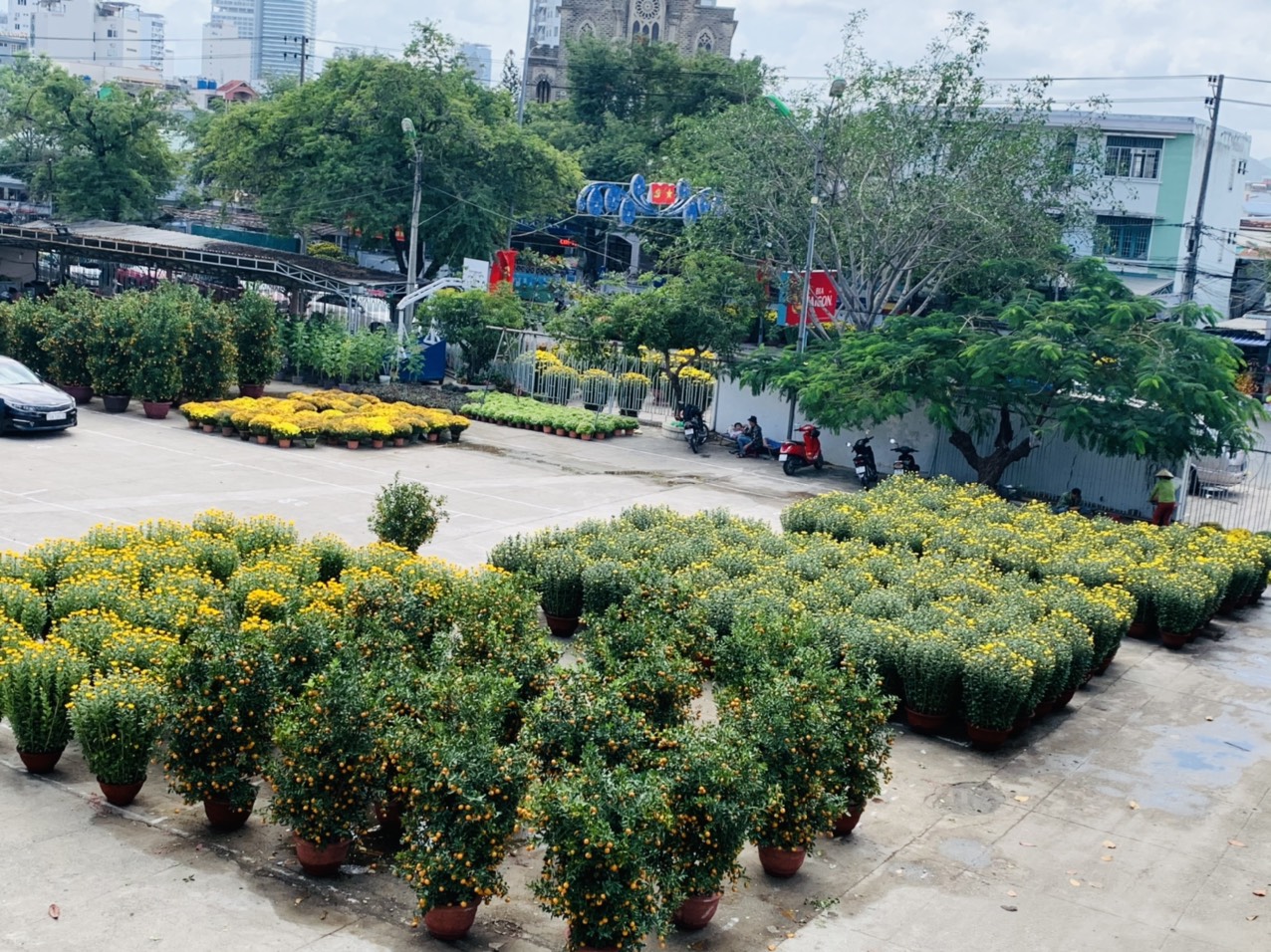 Lượng hoa bày bán ở khu vực Nhà Thiếu nhi tỉnh Khánh Hòa  ít hơn mọi năm