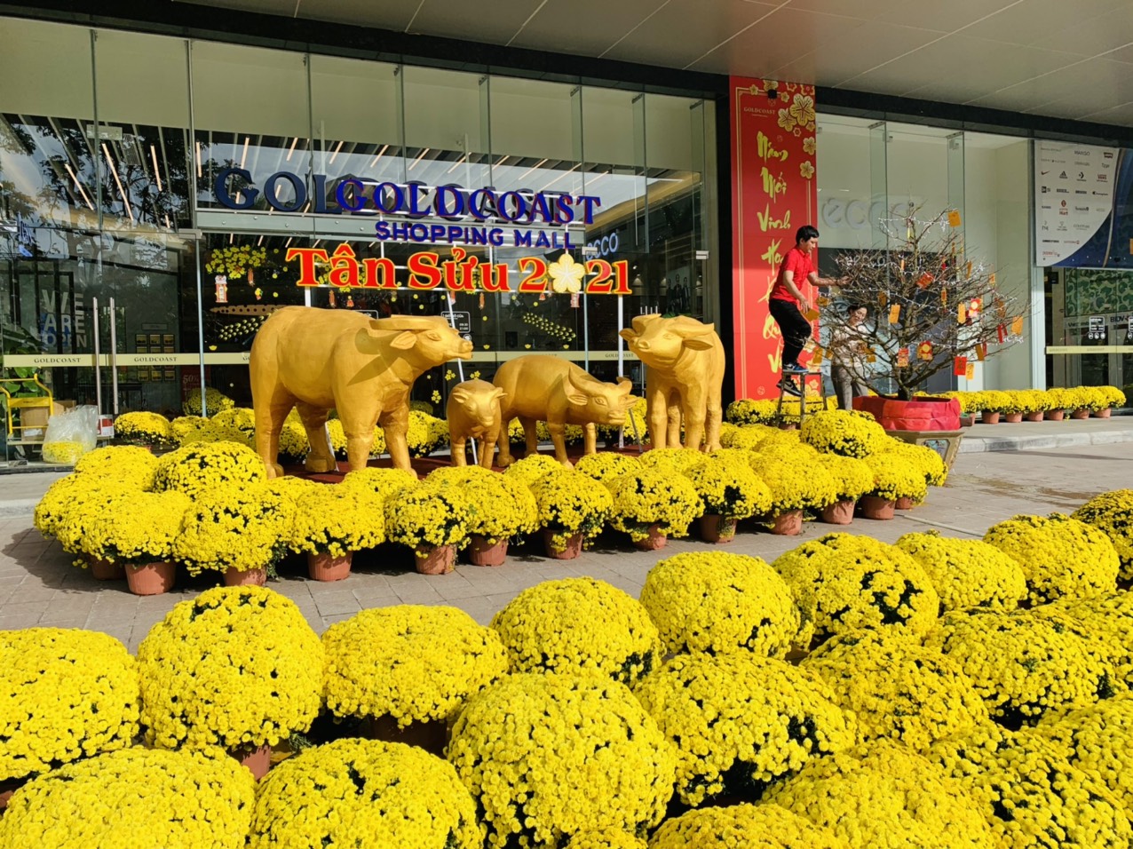 Chrysanthemums and golden statues of buffaloes, the zodiac symbol of Lunar New Year 2021 