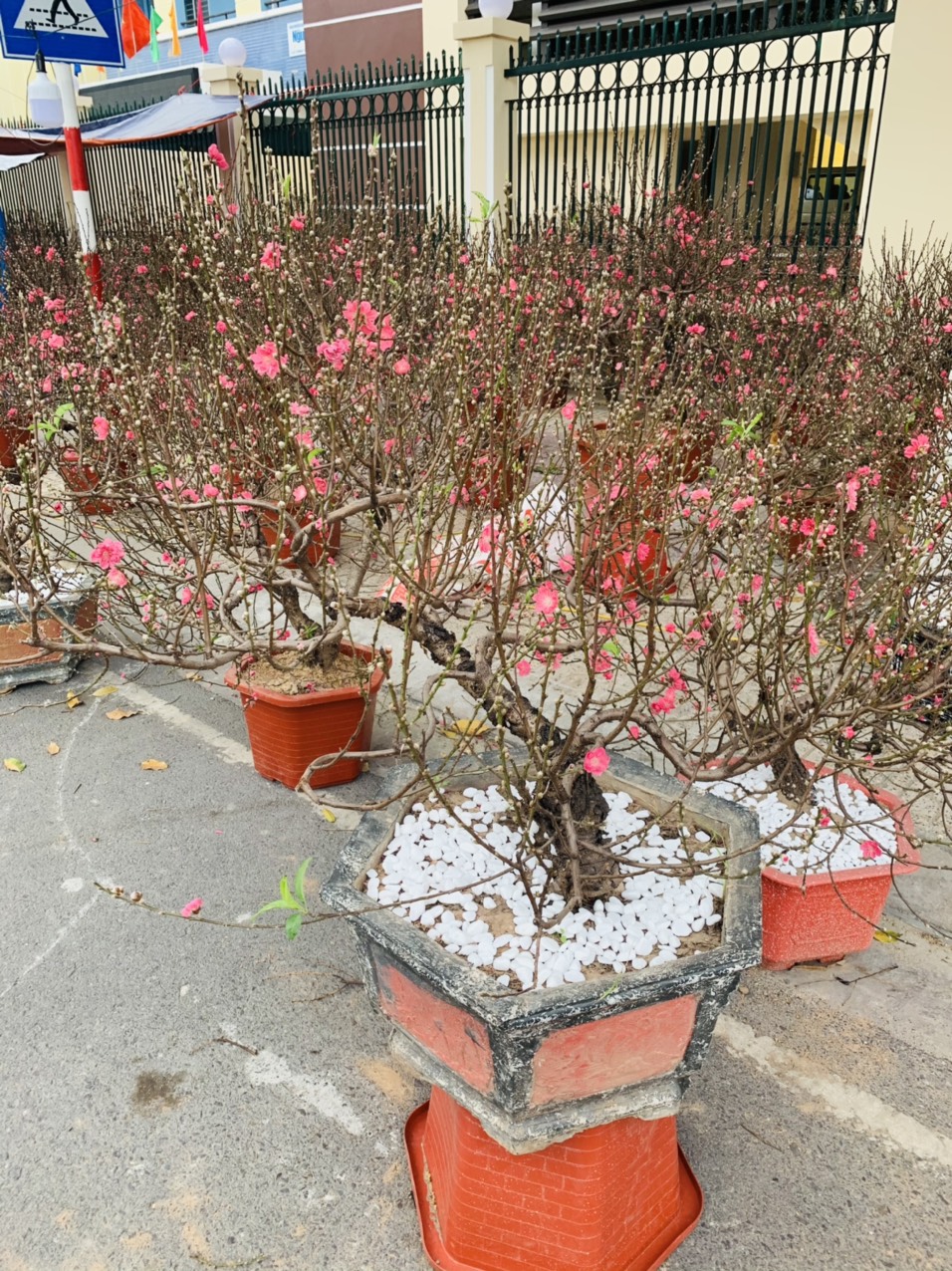 Peach blossom trees transported from northern region are being sold in Nha Trang