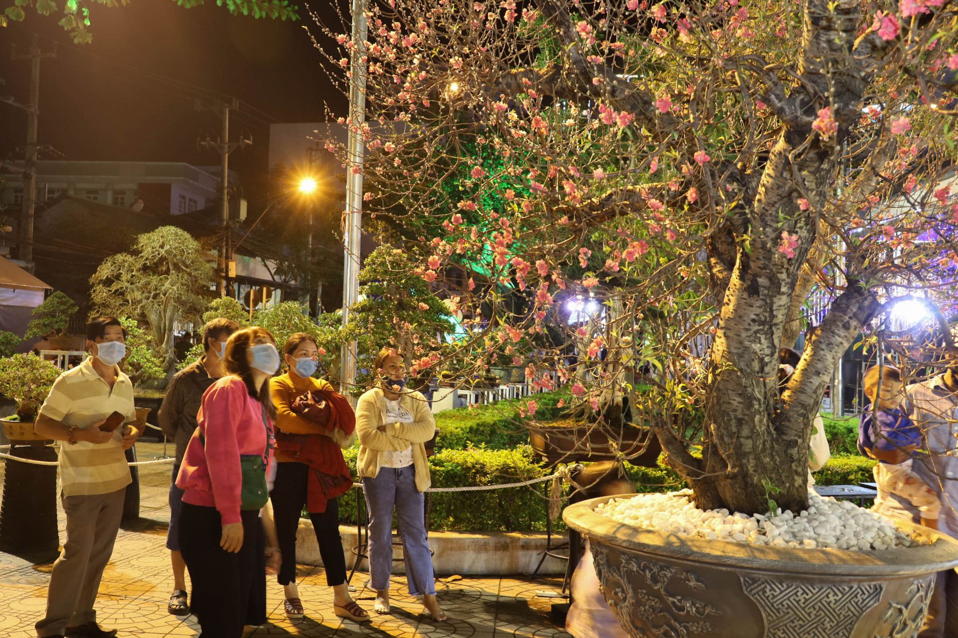 Người dân xem cây hoa đào cổ thụ được trưng bày tại Hội hoa Xuân Tân Sửu. 