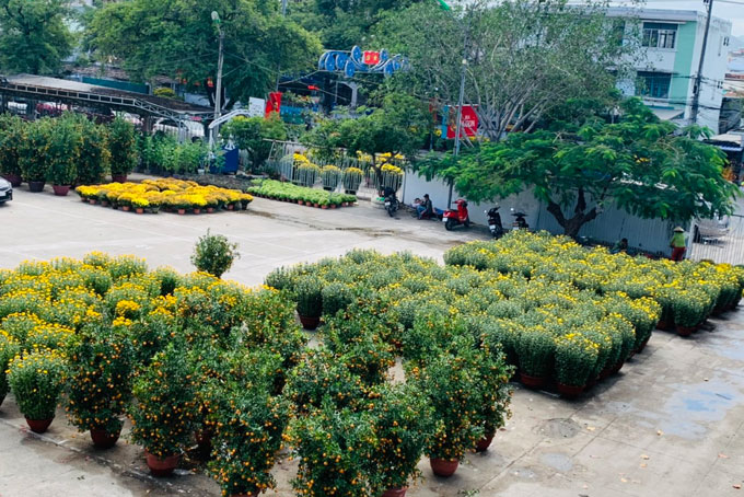 Thị trường hoa phục vụ Tết trầm lắng