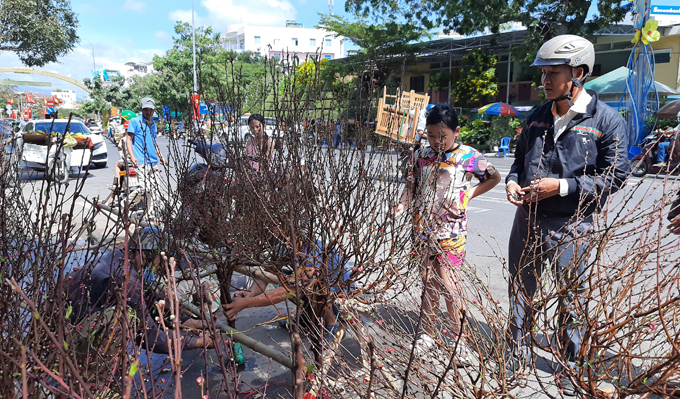 Đào Nhật Tân vượt đường xa khoe sắc trên phố biển