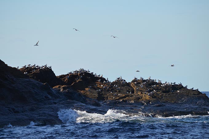 Đẩy mạnh thực thi pháp luật về bảo tồn đa dạng sinh học và loài hoang dã