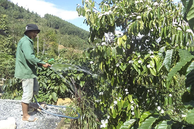 Nông dân Khánh Sơn chăm sóc cây cà phê. Ảnh: Quốc Nguyên
