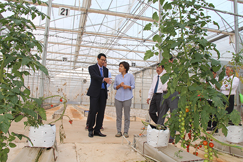 Ông Đinh Văn Thiệu thăm khu vực trồng cà chua của Công ty TNHH Nông nghiệp thương mại bền vững Diệp Châu