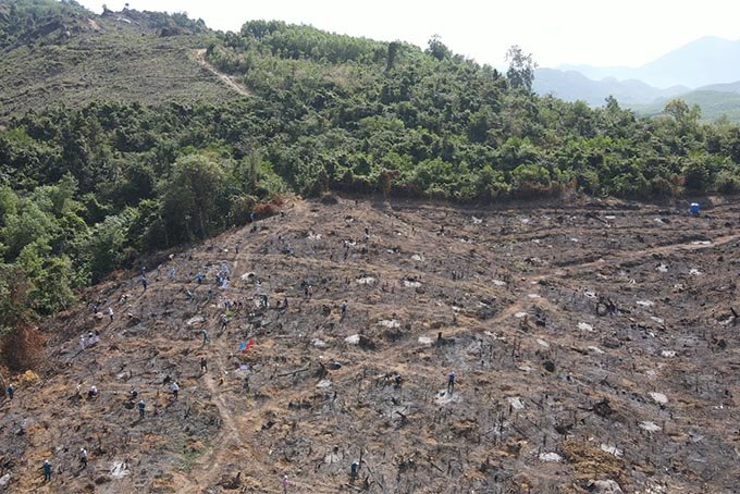 Nhân lên những cánh rừng…