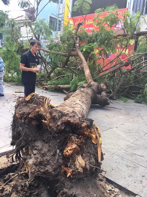 Một cây phượng bất ngờ bật gốc, đổ xuống vỉa hè