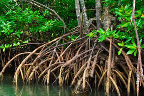 Phát hiện mới: Cây đước có thể giúp chữa được rụng tóc