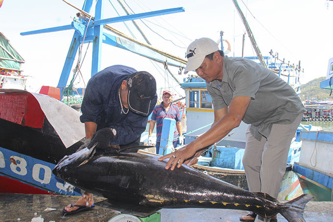 Kiểm tra chất lượng cá ngừ vây vàng mắt to khai thác được.  