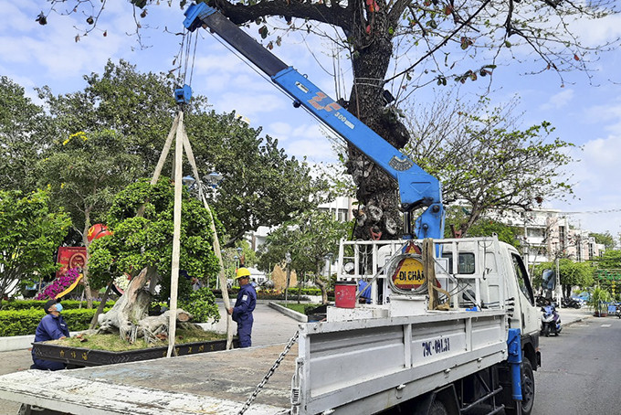Công nhân Công ty Cổ phần Môi trường Đô thị Nha Trang vận chuyển cây cảnh phục vụ Hội hoa xuân Tân Sửu 2021. Ảnh: Thái Thịnh