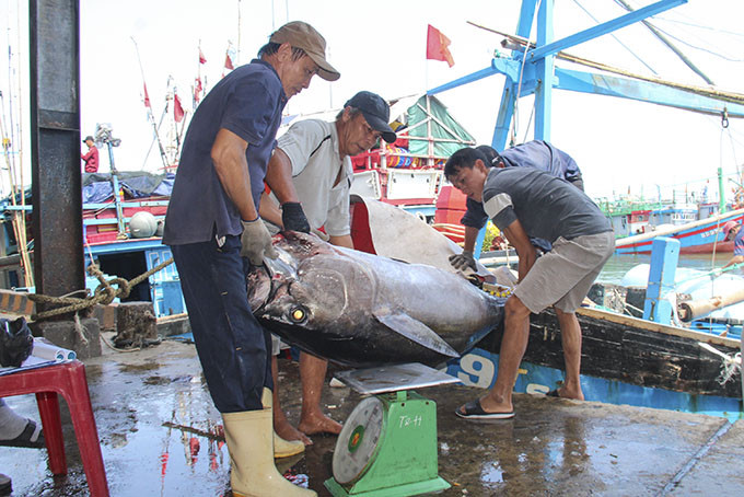 Weighing tuna at Hon Ro Port