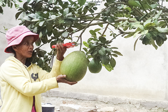Harvesting green-skin grapefruits in Son Hiep Commune, 