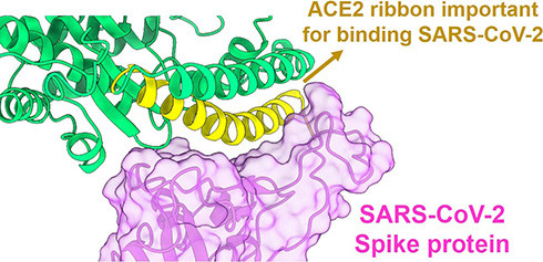  Ảnh đồ họa sự tương tác giữa cấu trúc gai protein của virus SARS-CoV-2 và thụ thể ACE2. 