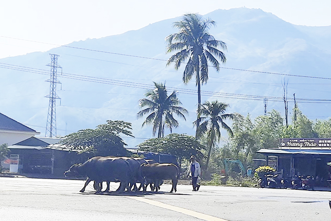 Cần xử lý tình trạng thả trâu trên đường Võ Nguyên Giáp