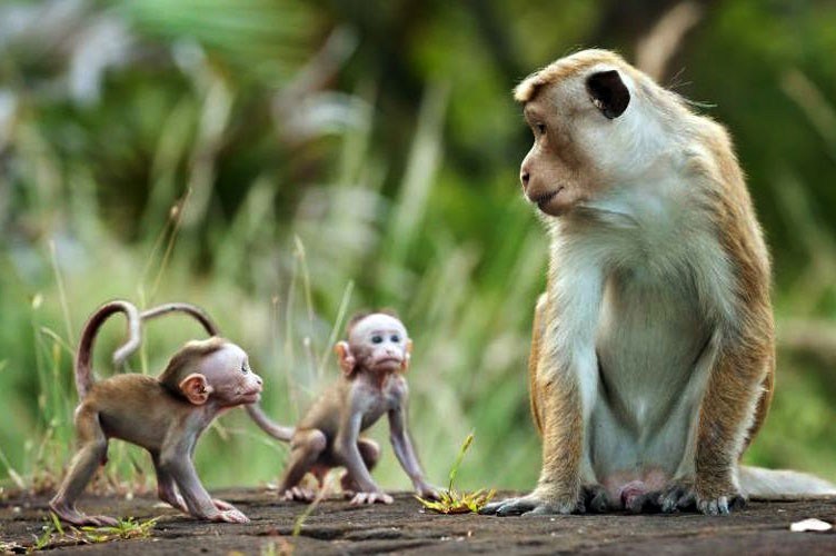 Toàn tỉnh Khánh Hòa có 54 cơ sở nuôi động vật hoang dã