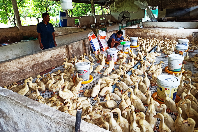 Cam Lâm: Sẽ nhân rộng mô hình nuôi vịt siêu nạc