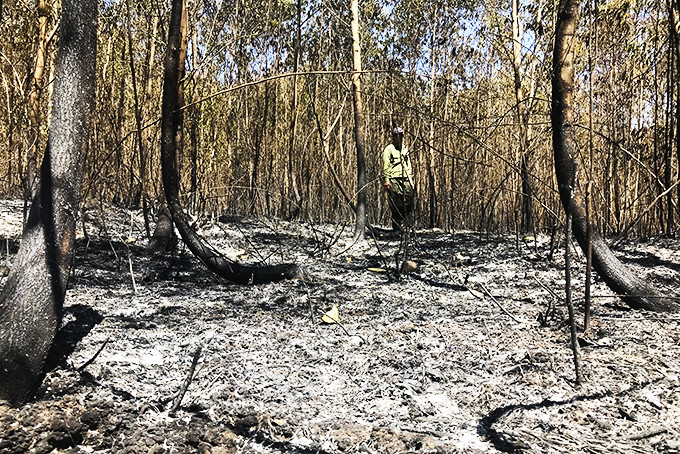 Một vụ cháy rừng trồng tại khu vực Suối Trầu, xã Ninh Xuân, thị xã Ninh Hòa năm 2020.