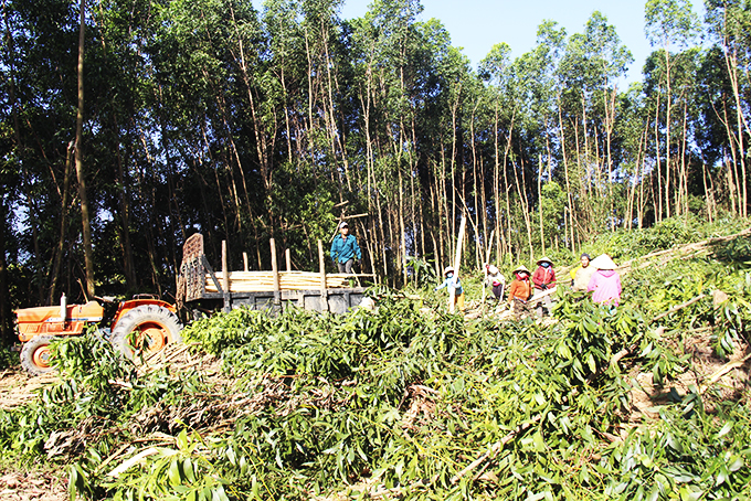 Khánh Sơn: Giá keo rừng trồng đạt 1,13 triệu đồng/tấn