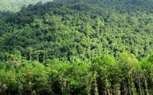 Sản lượng gỗ rừng trồng khai thác được 16.630m3