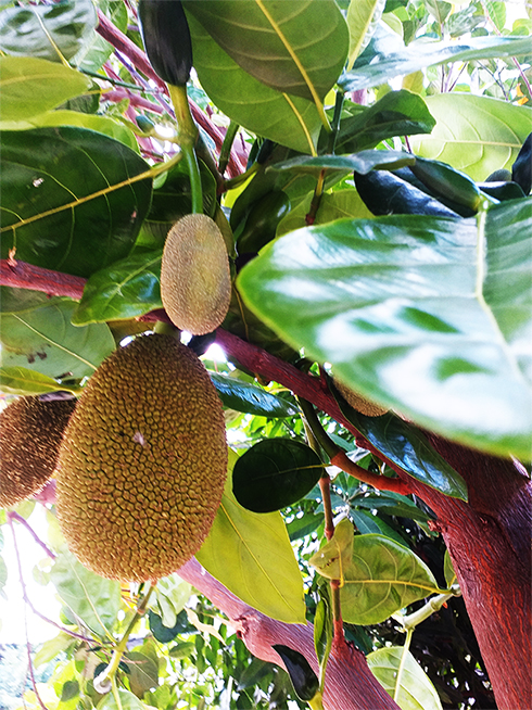 Hương vị quê nhà: Gỏi mít miệt vườn