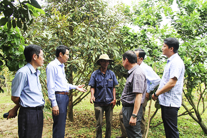 Đồng chí Đinh Văn Thiệu thăm mô hình trồng sầu riêng của gia đình ông Mấu Hồng Nam ở thôn Xà Bói (xã Sơn Hiệp).  