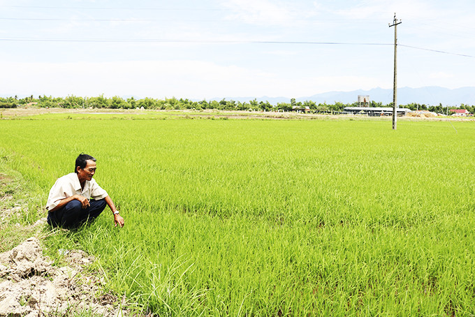  Sản xuất lúa thảo dược tại Ninh Đông, Ninh Hòa.