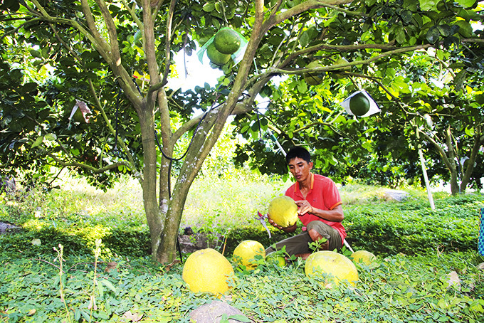 Bưởi chín rụng do quá ngày thu hoạch.