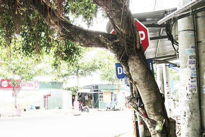 Biển báo giao thông bị che khuất