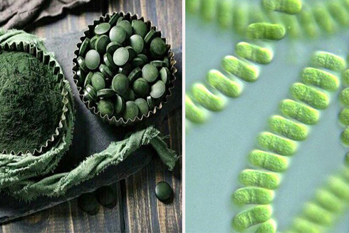 10 lợi ích sức khoẻ của tảo xoắn ít ai ngờ