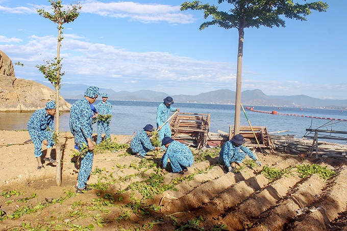 Thủy thủ tàu ngầm trồng cây muống biển phủ xanh triền cát trong doanh trại.