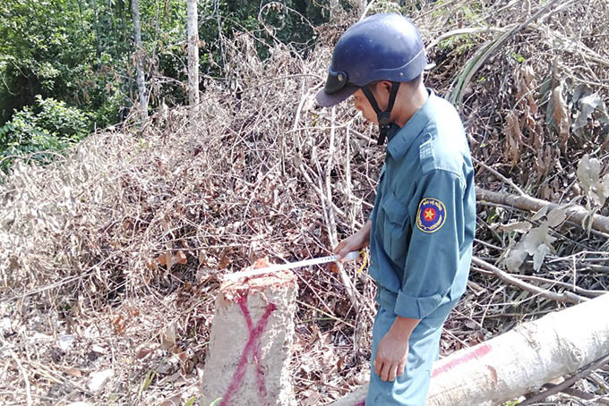 Những cây dầu trong diện tích rừng trồng của Công ty Lâm sản Khánh Hòa tại khu vực thôn Đa Râm bị chặt hạ.