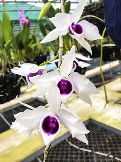 Sự thật về lan đột biến