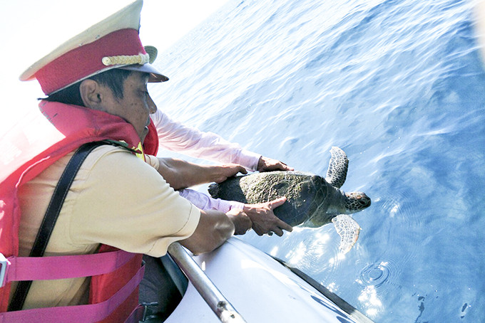 Phối hợp các lực lượng thả rùa biển. 