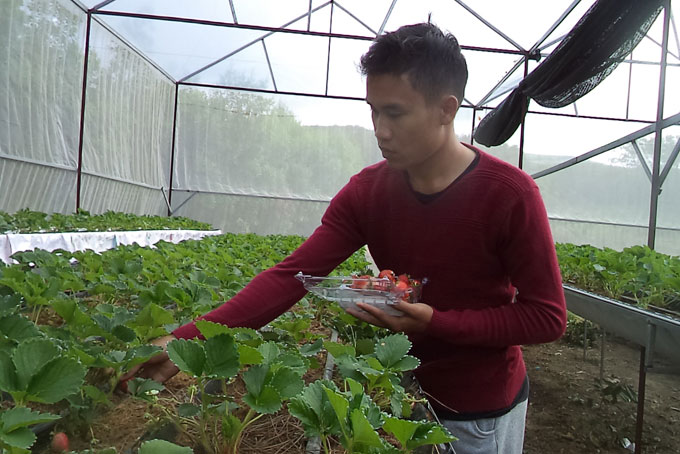 Strawberry farming model in Ba Cum Nam commune, Khanh Son district