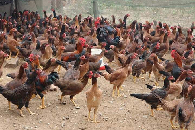 Duyệt đề cương dự án giống gà ri Ninh Hòa