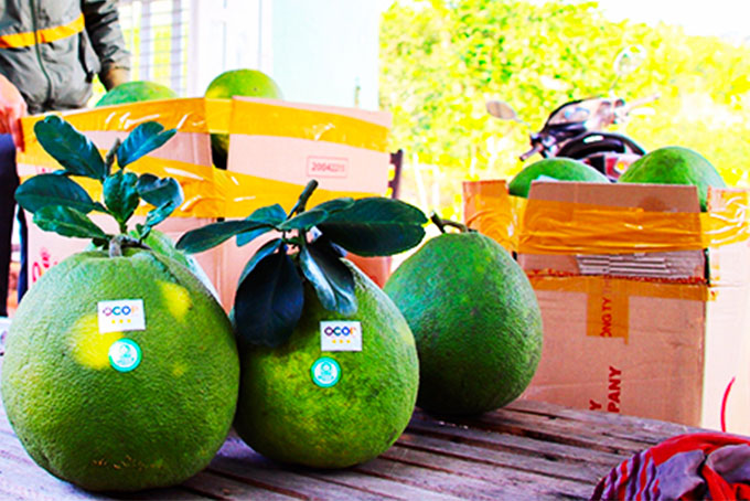 Green-skin grapefruits of Khanh Dong Fruit Tree Cooperative