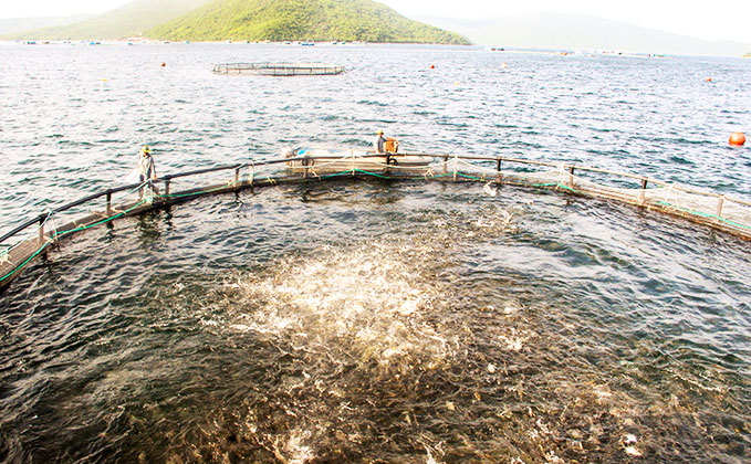 Raising fish in HDPE cages on Van Phong bay