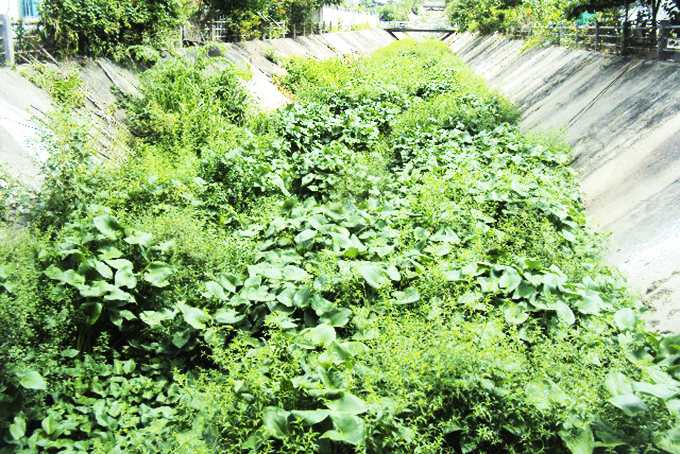 Con mương cần thông thoáng