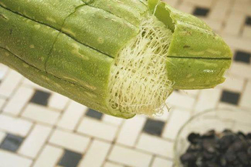 Xơ mướp, thứ tưởng chỉ bỏ đi nhưng lại có tác dụng chữa bệnh &quot;thần kỳ&quot;