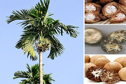 Hạt cau làm thuốc