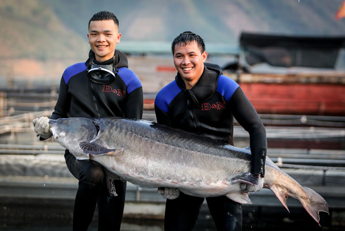 Số người có cơ hội thưởng thức siêu cá tầm Beluga tại Việt Nam chỉ đếm trên đầu ngón tay bởi từ trước đến nay chưa nơi nào tại Việt Nam có thể nuôi được loại cá này.