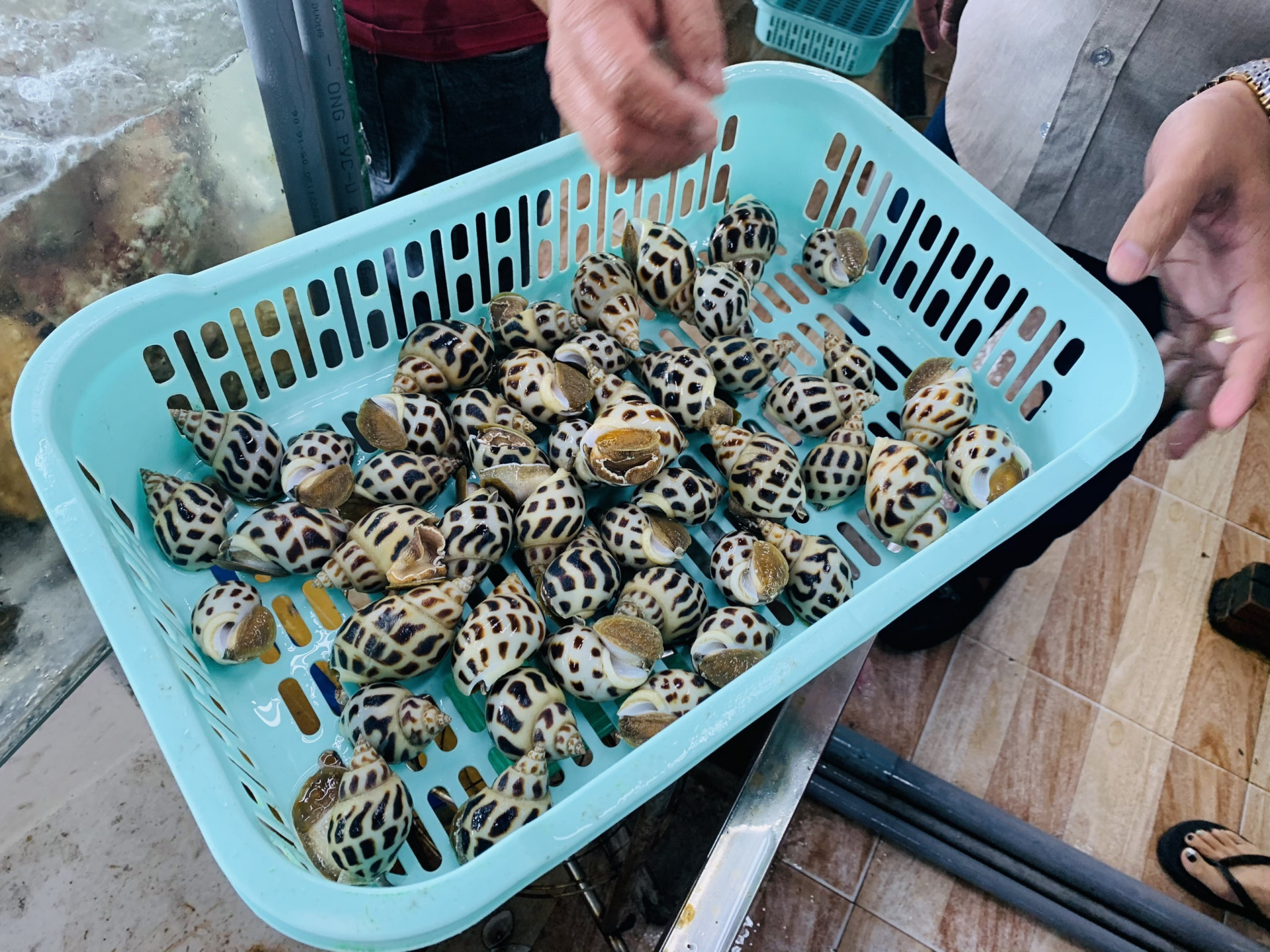  Nhà hàng Hải sản Tháp bà 86 bán các hải sản tươi sống có kích cỡ rất lớn. Theo nhân viên nhà hàng, 2 du khách đến từ miền Bắc đã ăn loại ốc hương kích cỡ lớn khoảng 15-16 con/kg