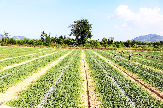 Cánh đồng thôn Suối Lau 2 hiện nay được cho thuê lại để trồng dưa hấu.