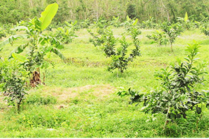 Cải tiến cách tính bồi thường cây trồng