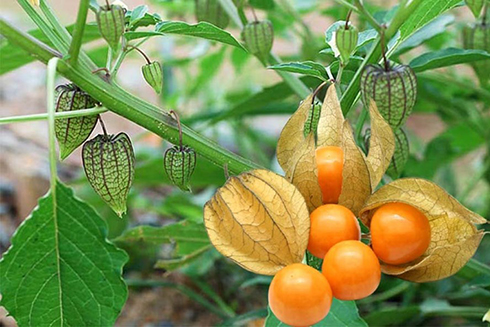 Tác dụng không ngờ của quả thù lù đối với sức khoẻ